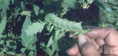 Don't Kill That Horn Worm! Image